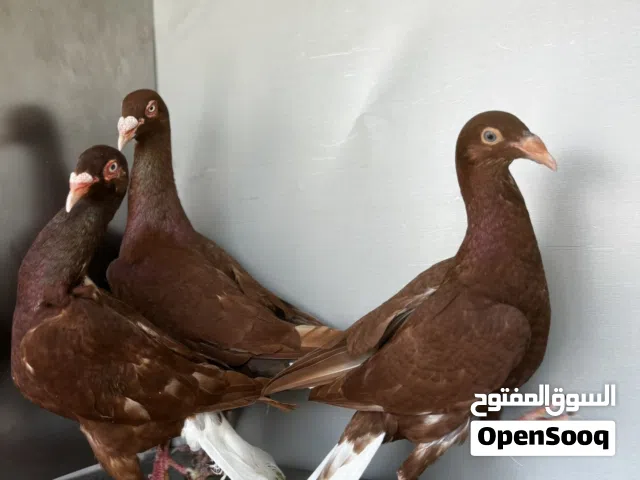 جوز شغلات مكفولات للبيع بدون الفرخ