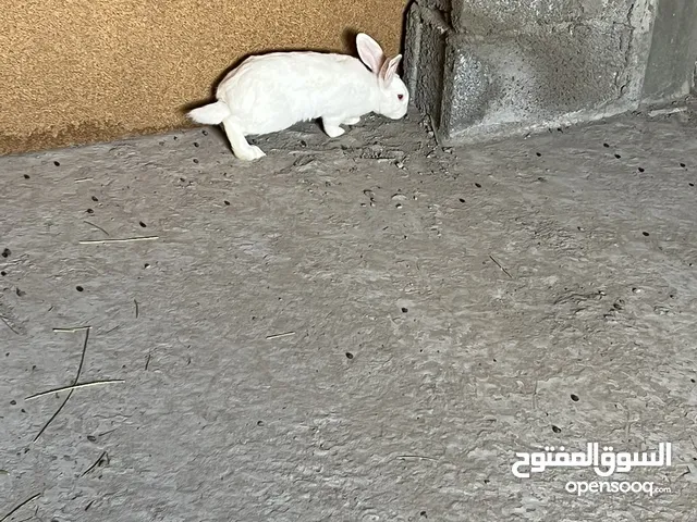 أرانب مالطيات و نتايا ألمانيا
