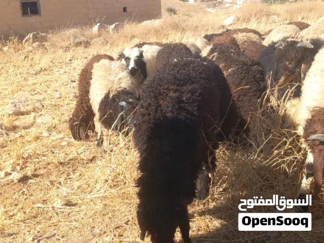 يوجد خرفان بالعدد 100 بالصلاة على النبي