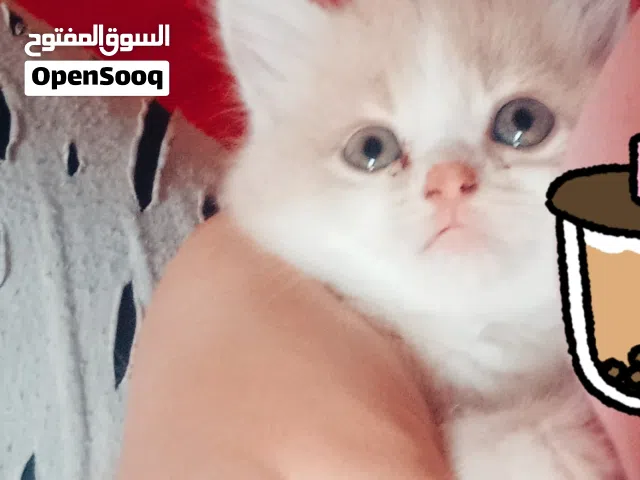 3 قطط شيراز