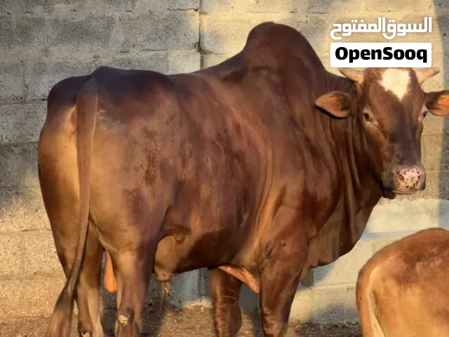 ثور محلي اللي يدور أضحية للعيد