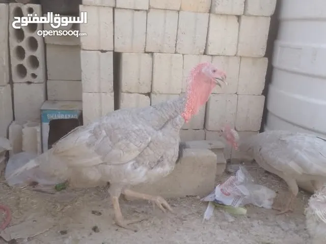 طقم حبش ازرق المنيوم شغلات للبيع . Siuuuuuuuu ⢠⣶⣾⣷⣦⡀⠀⣤⣤⣤⣤⣄⠀⣤⣤⣤⣤⣤⣤⣤ ⣾⣿⠁⢸⣿⣧⠀⣿⣿⠉⠹⣿⣆⠉⠉⠉⠉⣿⣿⠟ ⣿⣿⠀⠘⠛⠛