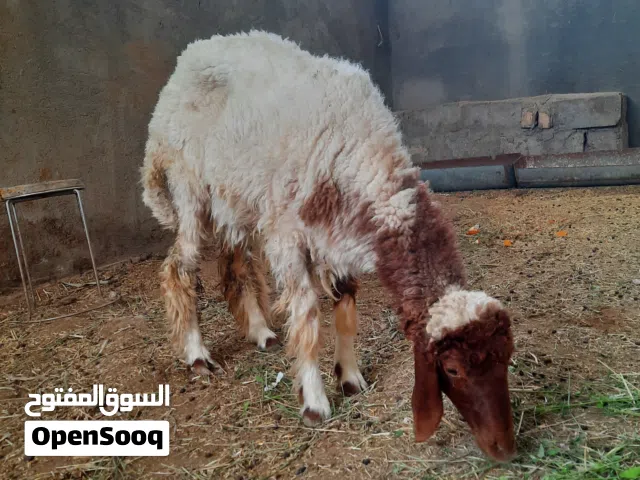 متواجد بس اتصال لو واتساب فقط اغره الوصف