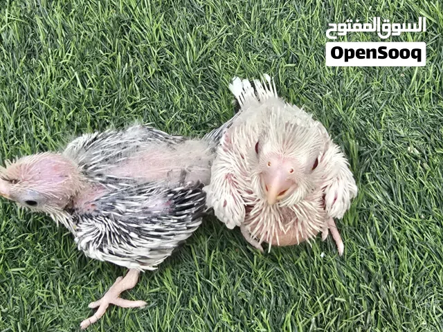 فروخ كوكتيل للغر البينو  و وايت فيس