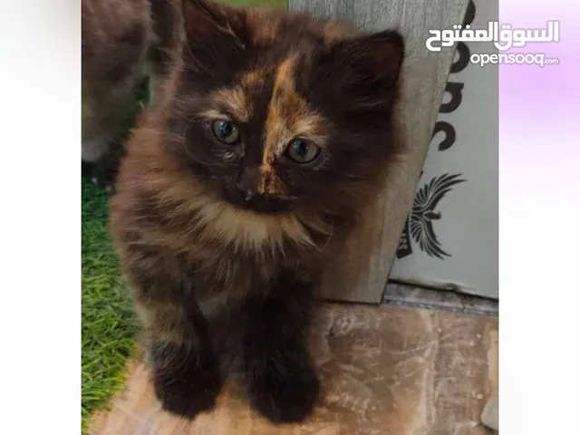 قطة شانشيلا للبيع