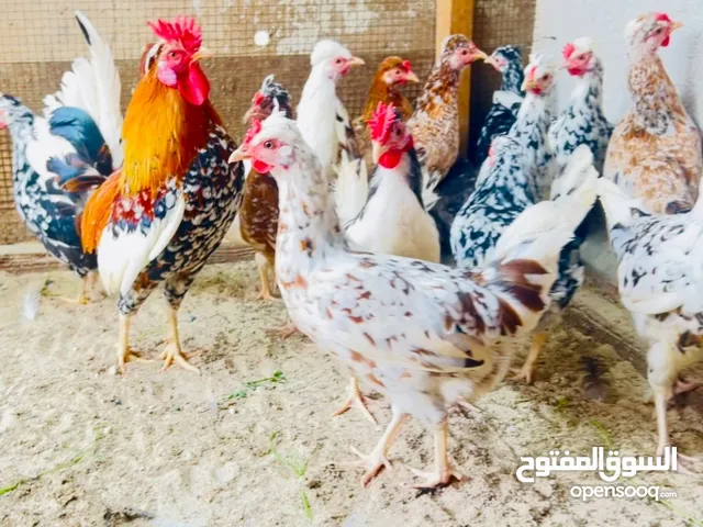 للبيع دجاج عربي قديم ترثه ودندراوي اصلي بياض