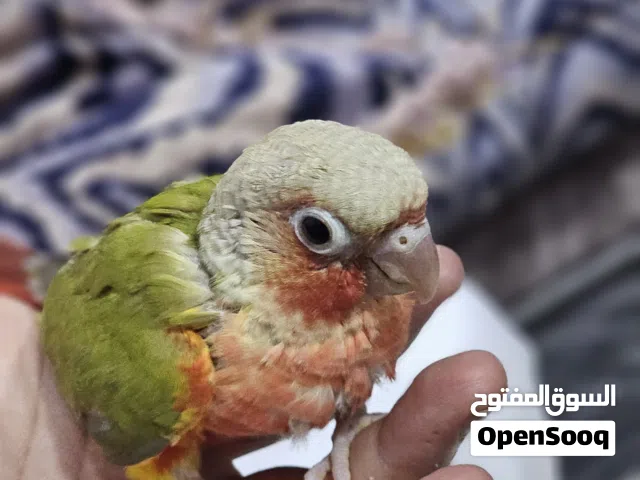 دبل فاكتور كونيور