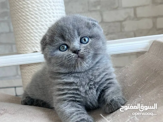 pure Scottish and British kittens for sale
