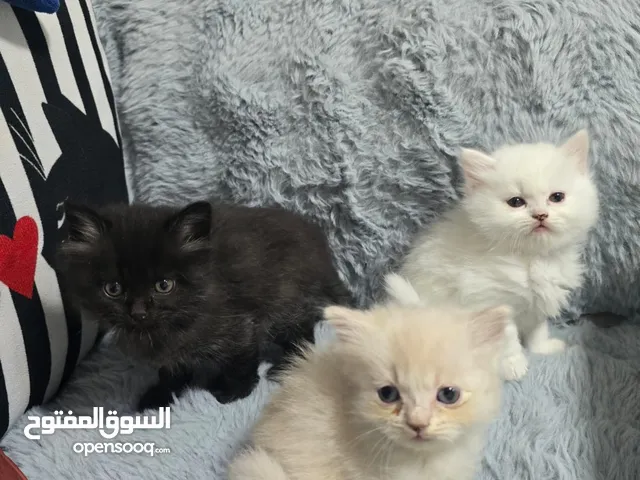 Persian kittens