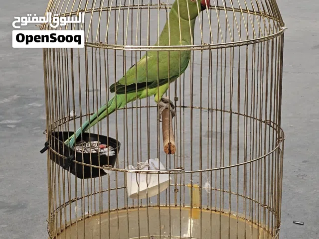 indian ring neck female