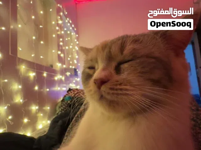 6 cats for adoption not sick everyone vaccinated properly persian cats