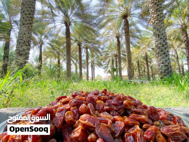 تمر خلاص ممتاز للبيع