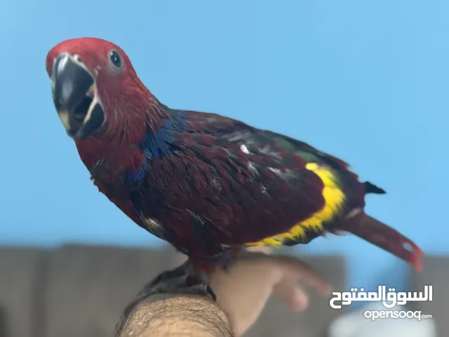 Parrot Female Eclectus hand raised from baby unique vosmaeri mutation no time waiste. No negotiate.