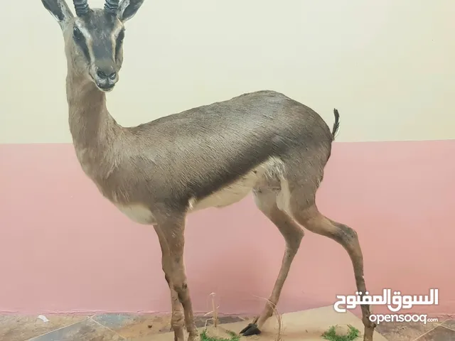 غزال جبلي محنط
