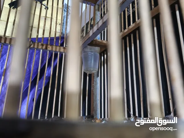 بلبل فول تغريد للبيع