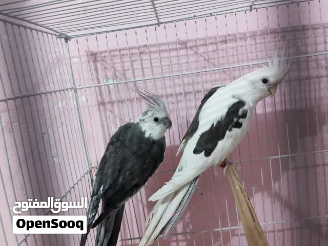 كوكتيل اكثره من زوج كلهن مالت بيت