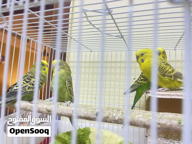 زوجين بادجي