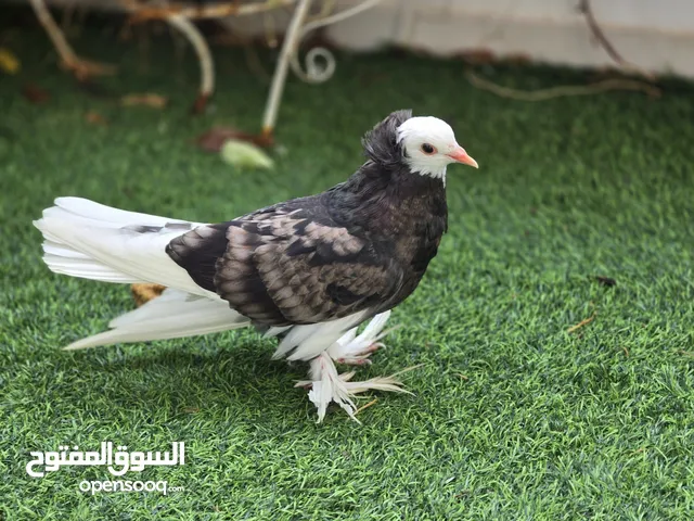 Home Bred Fancy Pigeons