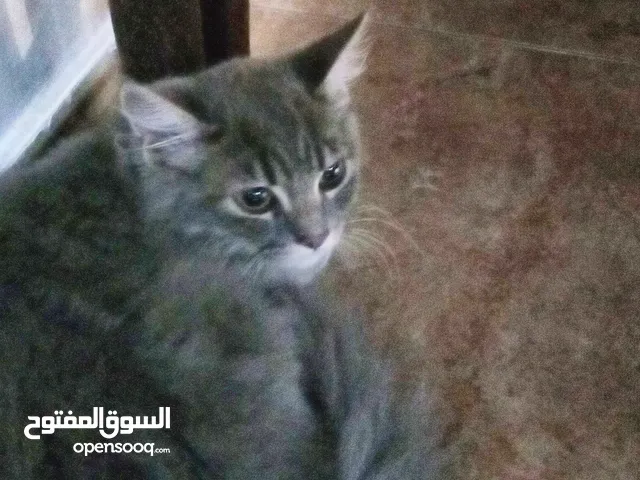 قط لوجه الله ذكر شيرازي