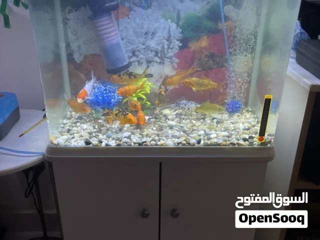 للبيع عدد 2 احواض سمك مع كامل الاكسسوارات
