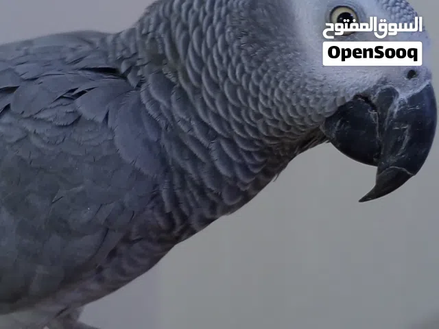 ببغاء كاسكو افريقي عربي فارسي ثلجي فوووول الافه فوووول كلام طينه بمعنى دجاجه