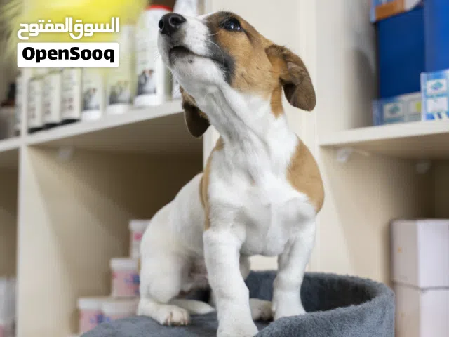 متوفر الآن جرو جاك راسيل مميز جدا  إذا كنت تبحث عن كلب صغير بالحجم... كبير بالشخصية