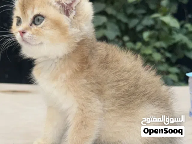 سكوتش فولد