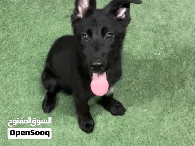 جيرمان بلاك جاك