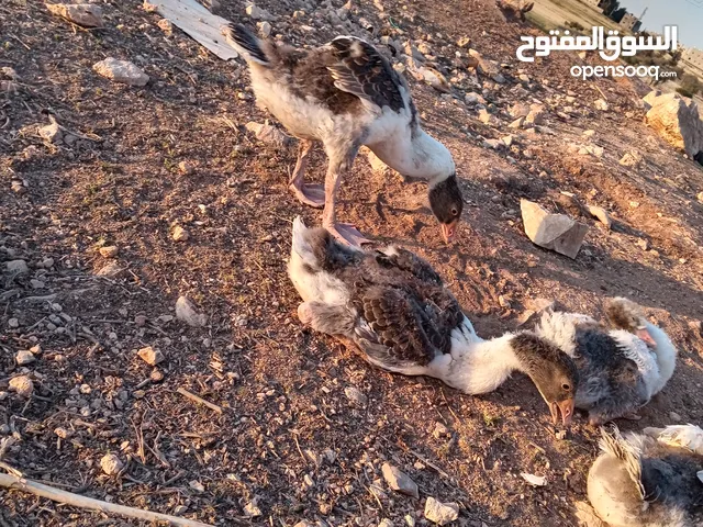 فراخ وز للبيع