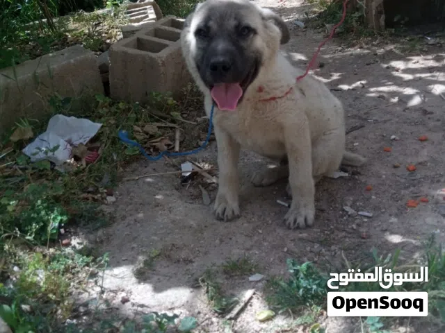 جرو كانغال تركي  مهبش جيرمن العمر3 اشهر