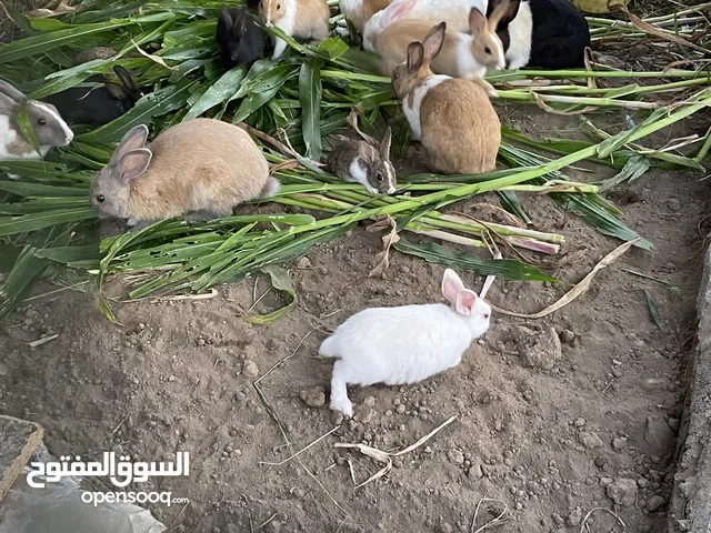 ارانب عمانية