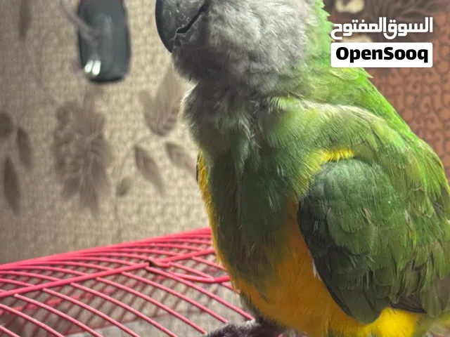 ببغاء سنغالي ب175 و بية مجال