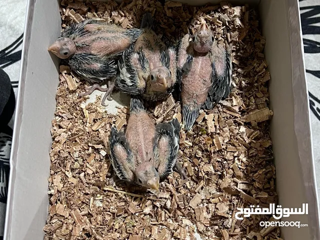 كوكتيل صغار بصحة جيدة