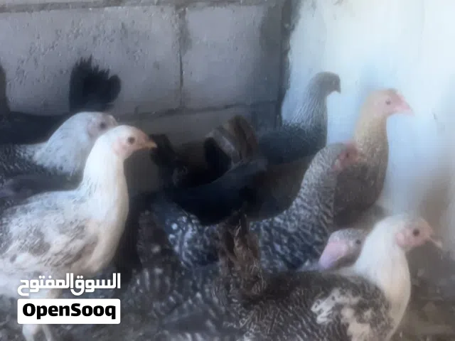 متاح في السلط