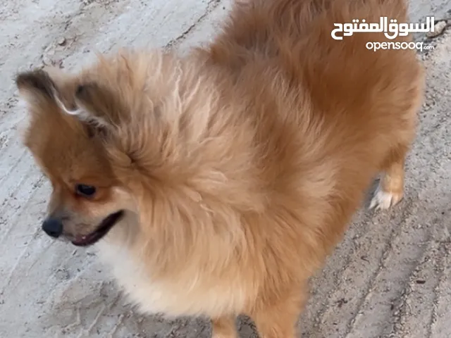 Vvip Pomeranian