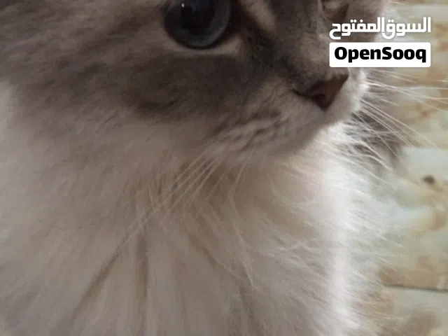 قطه جميله للبيع