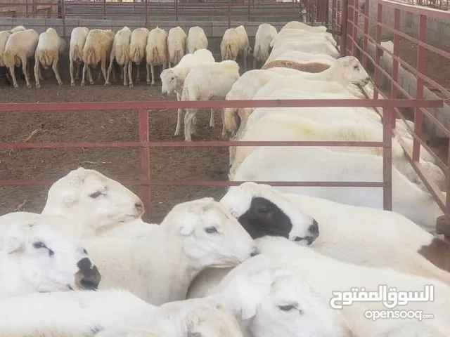 الكباش المروعي وصل