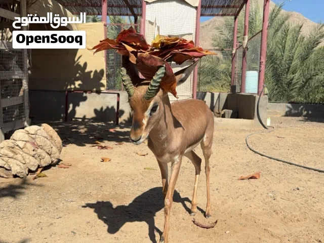 ذكر غزال الديماني منتج ومضمون 100/100 ملاحظة / لا تتوفر اناث للبيع