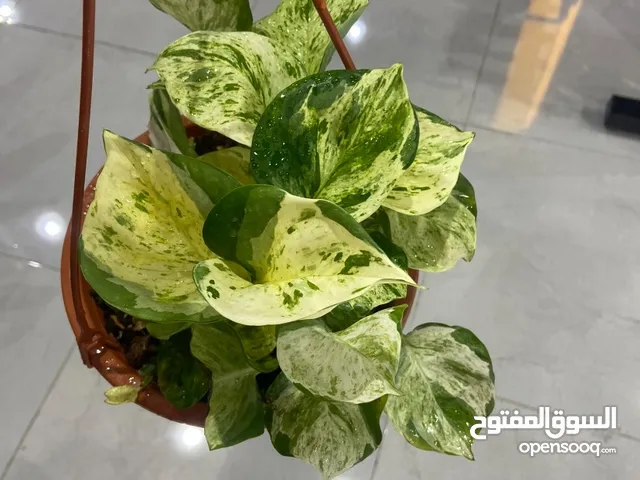 Indoor plants for most affordable prices Al khuwair  Dm for location