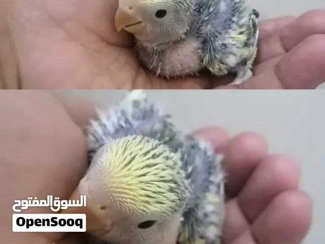 للبيع فرخ لاف بيرد مميز