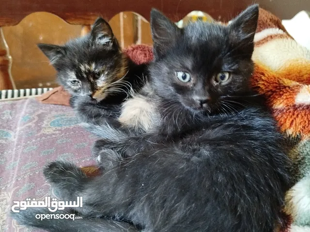قطتين هاف هملايا و بلدي للتبني عمر شهرين