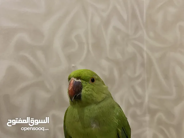 ببغاء دره أليف