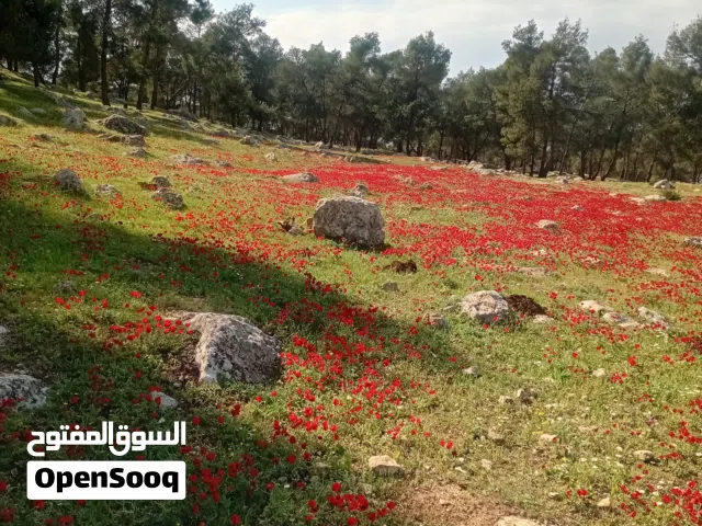 قطعة ارض محاطه باحراش دوله تصلح لعمل شاليه او مزرعهمطله على جبال عجلون وجرش قريبه من جامعة فلادفيا