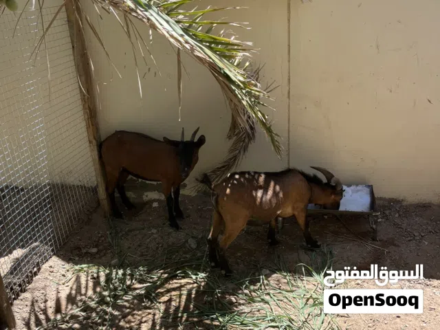 زوج الماعز القزم