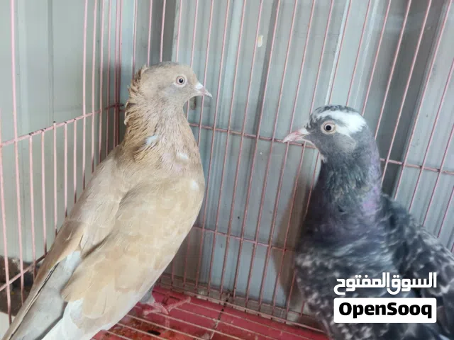 حمام لوت طيب اقرا الوصف