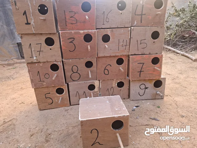 اعشاش طيور حضانات