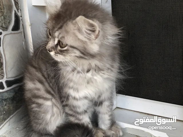 قط شيرازي.