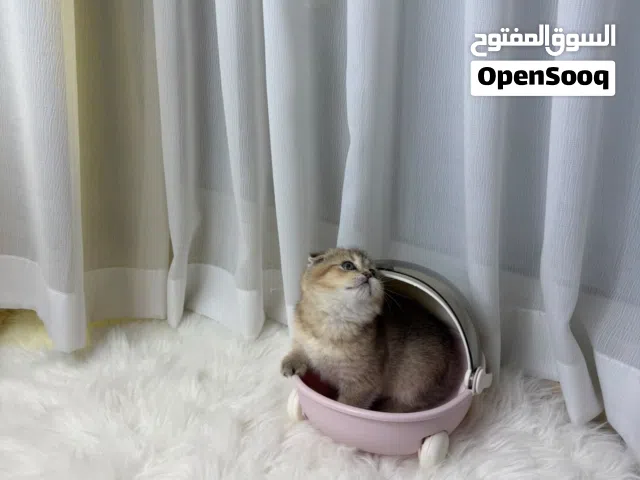 انثى سكوتش فلود للبيع قولدن بيور