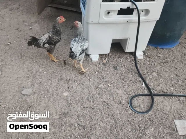 دجاجتين عرب السعر 25 الف