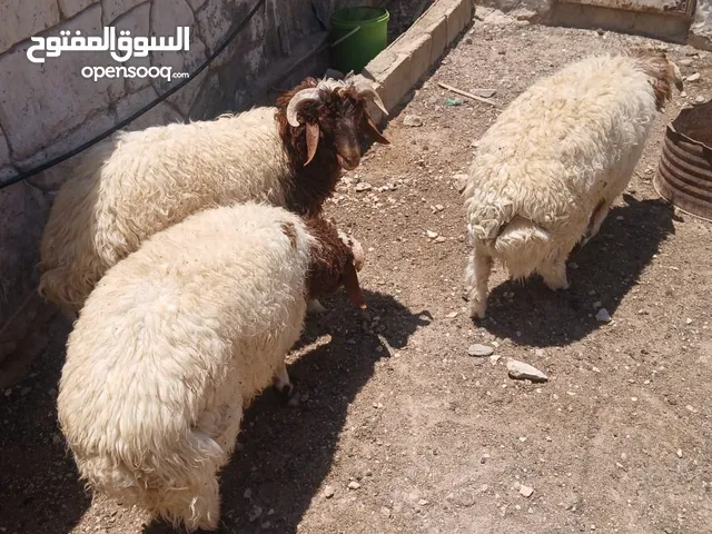 خرفان عدد 3 للبيع بداعي السفر